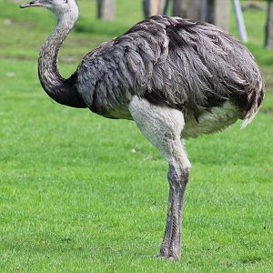 Greater rhea