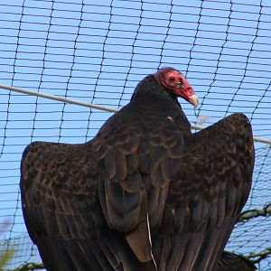 Turkey vulture