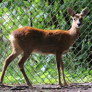 Roe deer