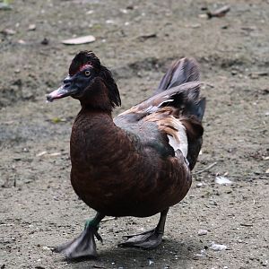 Muscovy duck