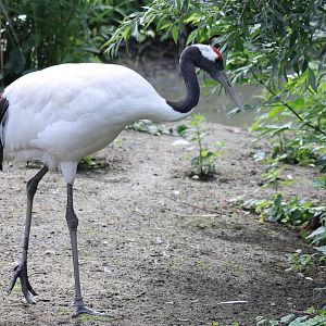Red-crowned crane
