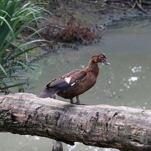 Muscovy duck
