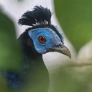 Malay crested fireback (Lophura rufa) - Zoopark Nehvizdy