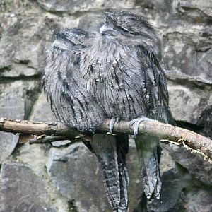 Tawny frogmouths (Podargus strigoides) at Belfast Zoo (25/08/2023)