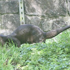 Spotted-necked otter (Hydrictis maculicollis) at Belfast Zoo (25/08/2023)