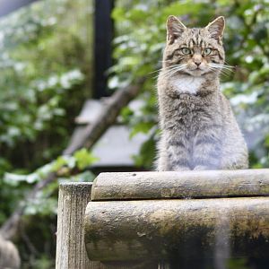 Scottish wildcats (Felis silvestris silvestris) at Belfast Zoo (25/08/2023)