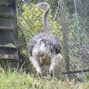 Darwin's rhea (Rhea pennata) at Belfast Zoo (25/08/2023)