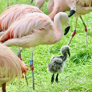 Chilean flamingos (Phoenicopterus chilensis) at Belfast Zoo (25/08/2023)