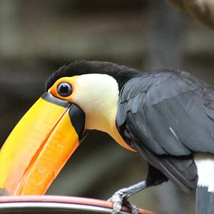 Toucan