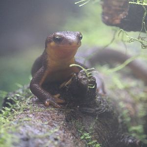 California Newt (Taricha torosa)