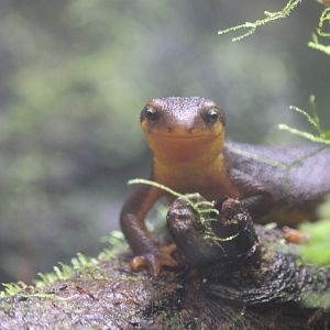 California Newt