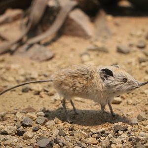 Namib round eared sengi