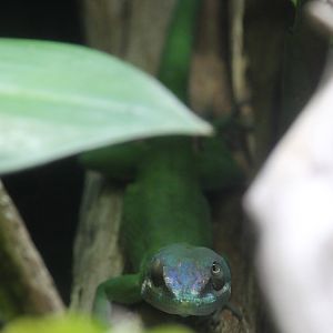 Allison’s anole (Anolis allisoni)