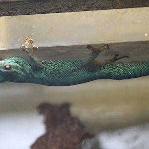 Turquoise dwarf gecko (Lygodactylus williamsi)