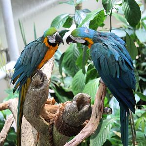 Blue-and-yellow macaw (Ara ararauna)