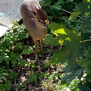 Kirk's dik dik at Longleat- 26.08.23