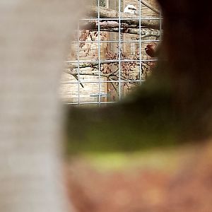 Introducing Longleat's newest arrival...