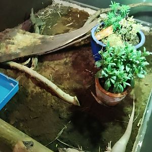 Argentine red tegu Exhibit