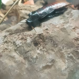 Hissing cockroach