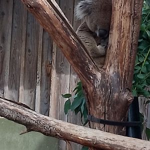 Koala