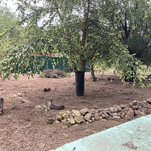 Patagonian Cavy Exhibit (at least 11 animals)