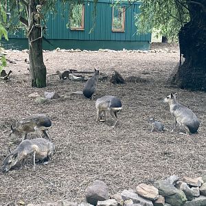 Patagonian Cavy Exhibit (at least 11 animals)