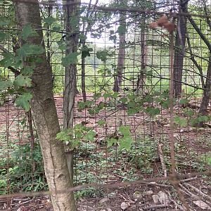 Asiatic Black Bear exhibit / Moon Bear exhibit