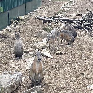 Many Patagonian Cavies