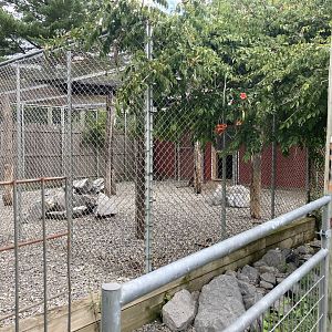 Bennett’s Wallaby / Red Necked Wallaby Exhibit