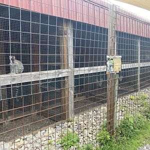 Row of Lemur Cages