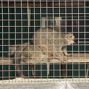 Common Brown Lemur with Collared Brown Lemur