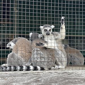 Ring Tailed Lemurs