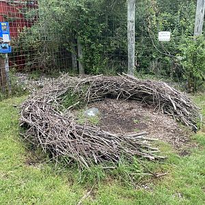 Bald Eagle Nest example