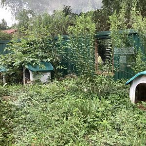 Striped Skunk exhibit