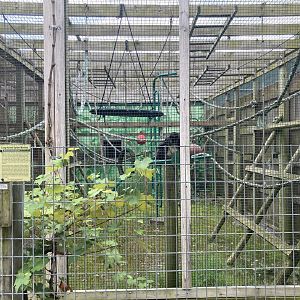 Long Haired / White Bellied Spider Monkey exhibit