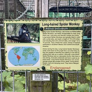 Long Haired / White Bellied Spider Monkey signage