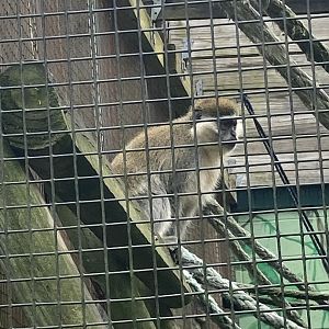 Vervet Monkey