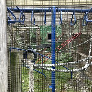 Vervet Monkey exhibit