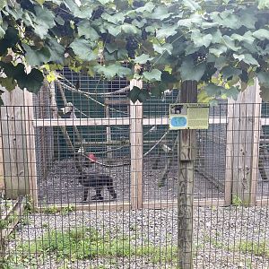 Tonkean Macaque exhibit