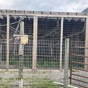 Pig Tailed Macaque exhibit