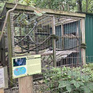 Raccoon exhibit
