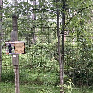 Asiatic Black Bear / Moon Bear exhibit