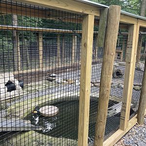 North American River Otter exhibit