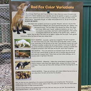 Red Fox variations signage