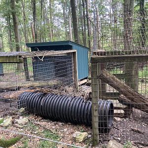 Red Fox exhibit (much longer, with many sections connected by tubes)