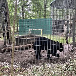 Black Bear in Corn Crib Cages