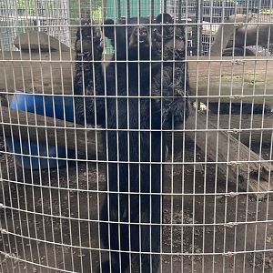 Black Bear in Corn Crib Cages