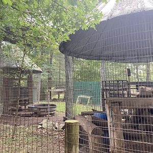 Black Bear in Corn Crib Cages