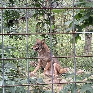 Coyote
