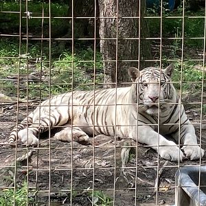 White tiger